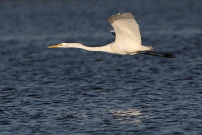 _MG_7527 Great Egret.jpg