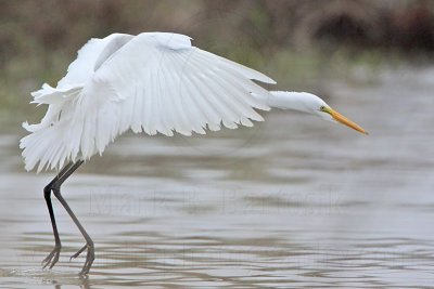 _MG_0080 Great Egret.jpg