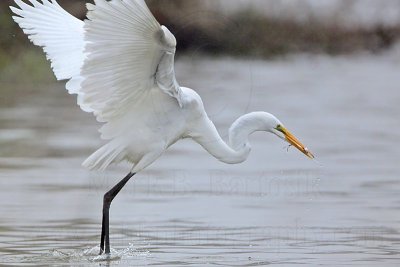 _MG_0084 Great Egret.jpg