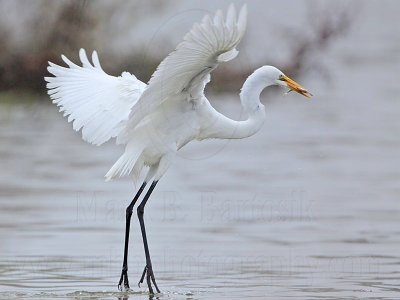 _MG_0086 Great Egret.jpg