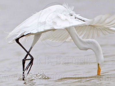 _MG_0210 Great Egret.jpg