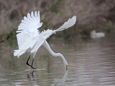 _MG_0633 Great Egret.jpg