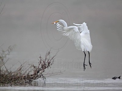 _MG_0751 Great Egret.jpg