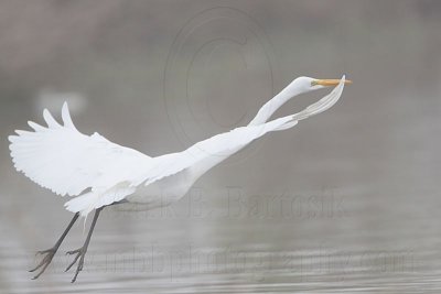 _MG_1218 Great Egret.jpg