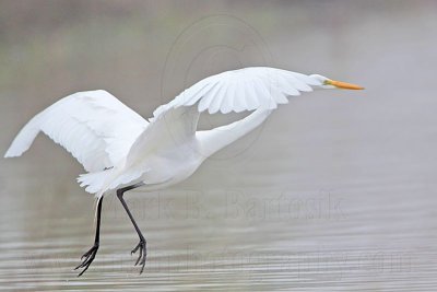 _MG_1219 Great Egret.jpg