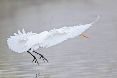 _MG_1220 Great Egret.jpg