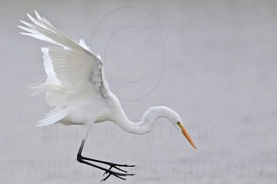 _MG_7171 Great Egret.jpg