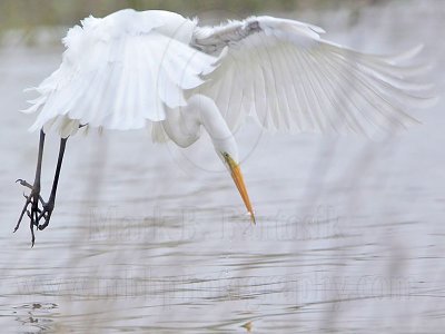 _MG_8277 Great Egret.jpg