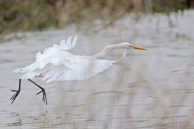 _MG_8774 Great Egret.jpg