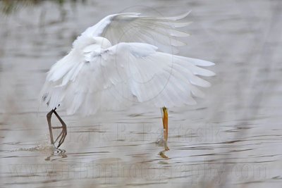 _MG_8776 Great Egret.jpg