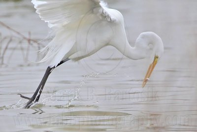 _MG_8818 Great Egret.jpg