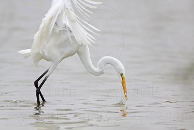 _MG_9452 Great Egret.jpg