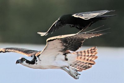 _MG_7585 Osprey & American Crow.jpg