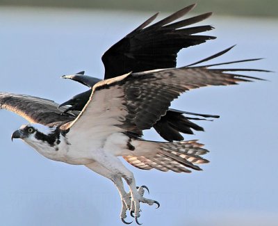 _MG_7586 Osprey & American Crow.jpg