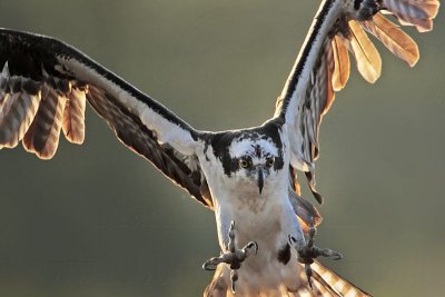 _MG_7613 Osprey.jpg