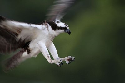 _MG_9192 Osprey.jpg