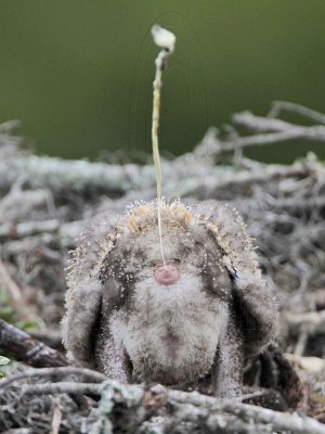 Osprey - Chick: defecation  over the edge of the nest