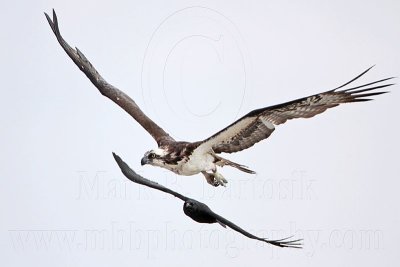 _MG_4778 Osprey & American Crow.jpg