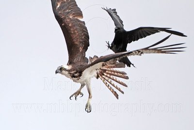 _MG_4780 Osprey & American Crow.jpg
