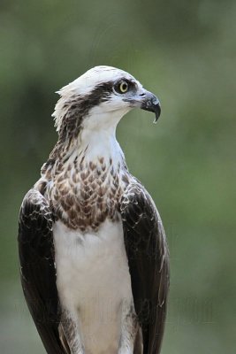 _MG_0658 Eastern Osprey.jpg