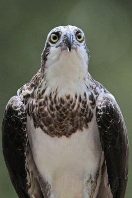 _MG_0664 Eastern Osprey.jpg