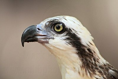 _MG_0799 Eastern Osprey.jpg