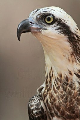Eastern Osprey - Pandion cristatus - NT