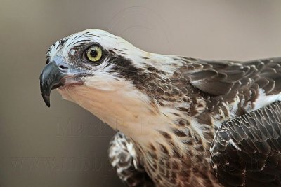 _MG_0878 Eastern Osprey.jpg