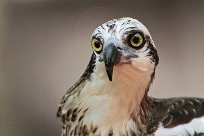 _MG_0897 Eastern Osprey.jpg