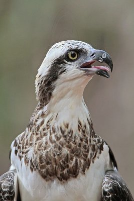 _MG_1023 Eastern Osprey.jpg