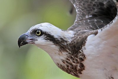 _MG_1044 Eastern Osprey.jpg