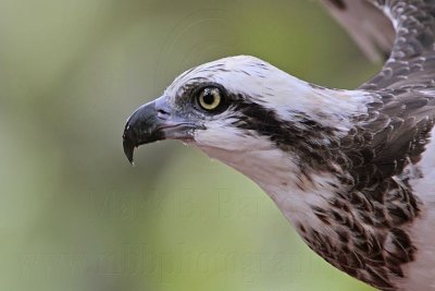_MG_1047 Eastern Osprey.jpg