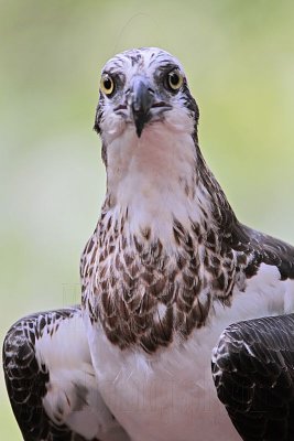 _MG_1065 Eastern Osprey.jpg