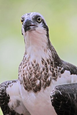 _MG_1067 Eastern Osprey.jpg