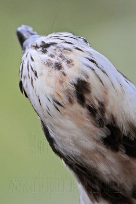 _MG_1081 Eastern Osprey.jpg
