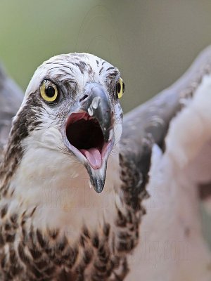 _MG_1138 Eastern Osprey.jpg