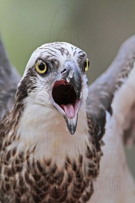 _MG_1139 Eastern Osprey.jpg