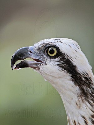 _MG_1148 Eastern Osprey.jpg