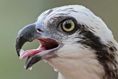_MG_1159 Eastern Osprey.jpg
