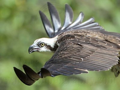 Eastern Osprey: on wing - Top End, Northern Territory, Australia