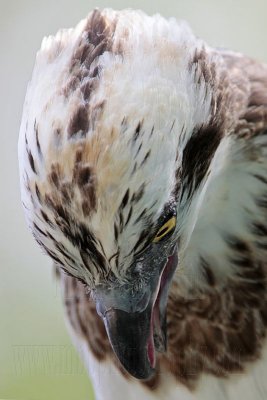 _MG_3005 Eastern Osprey.jpg