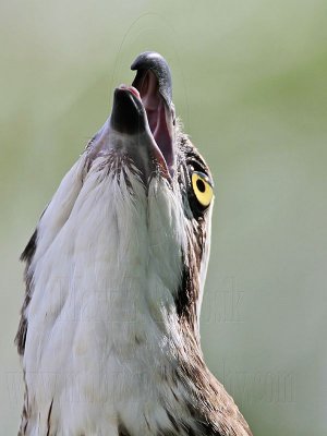 _MG_3102 Eastern Osprey.jpg