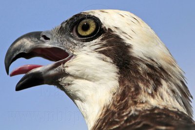 _MG_3216 Eastern Osprey.jpg