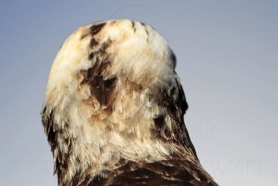 _MG_3233 Eastern Osprey.jpg