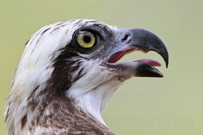 _MG_3300 Eastern Osprey.jpg