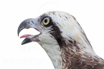 _MG_3332 Eastern Osprey.jpg