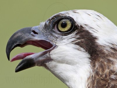 _MG_3398 Eastern Osprey.jpg