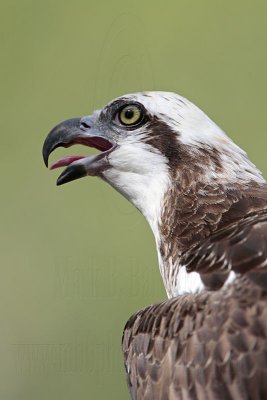 _MG_3399 Eastern Osprey.jpg