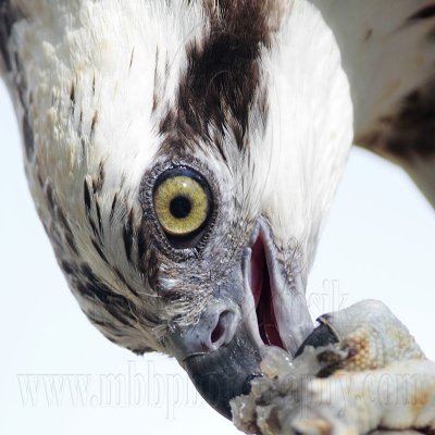 _MG_3431 Eastern Osprey.jpg