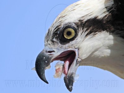 _MG_3481 Eastern Osprey.jpg